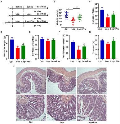 Integrated metagenomics and targeted-metabolomics analysis of the effects of phenylalanine on loperamide-induced constipation in rats